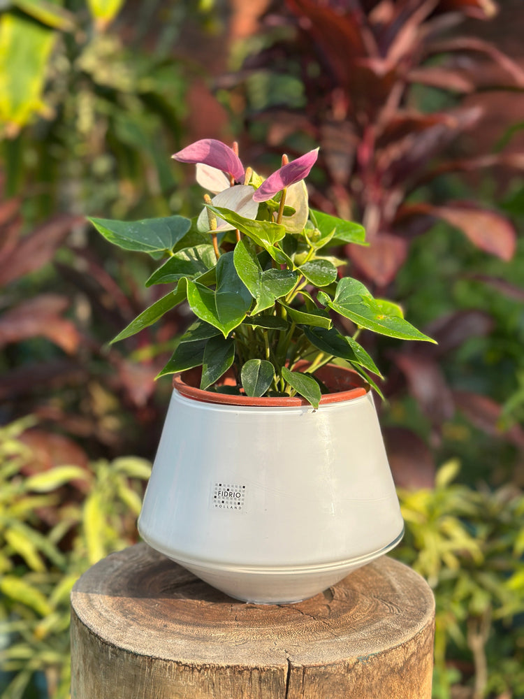 Plantas