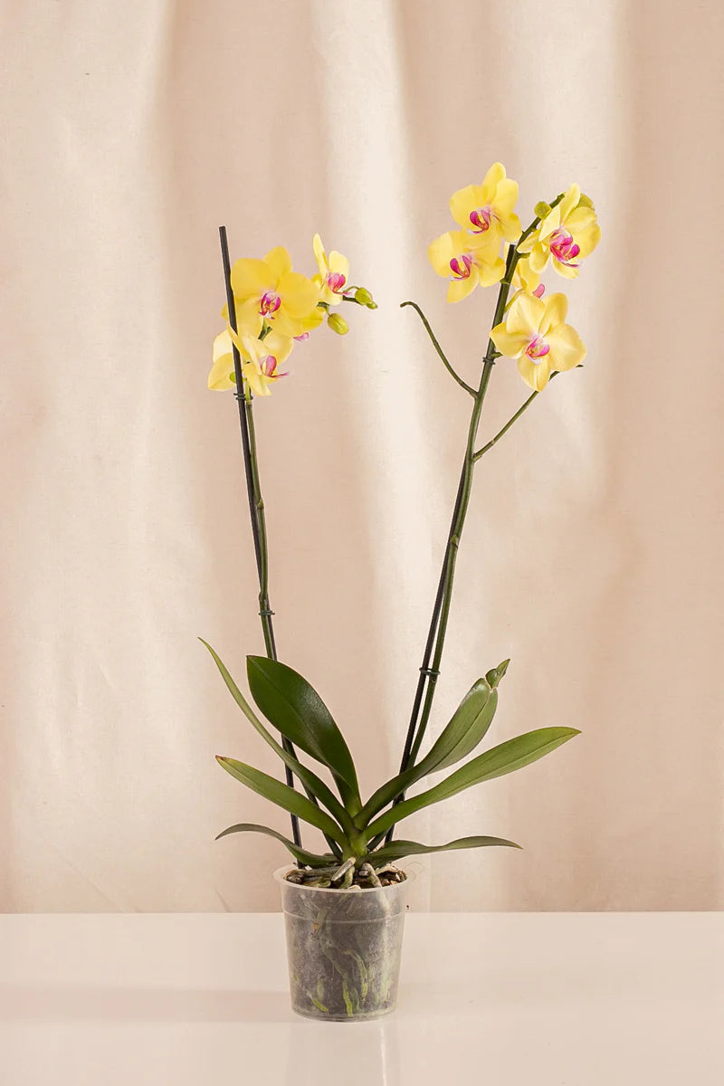 Orquídeas