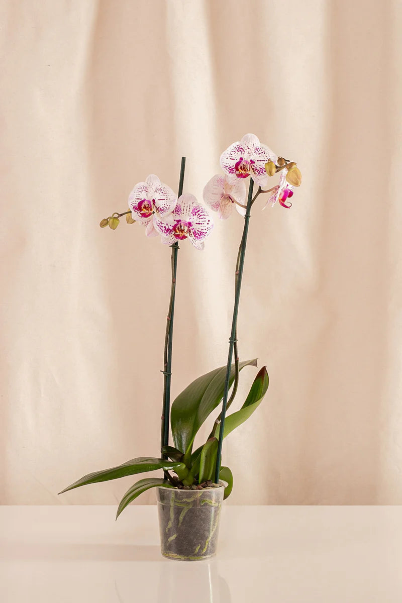 Orquídeas