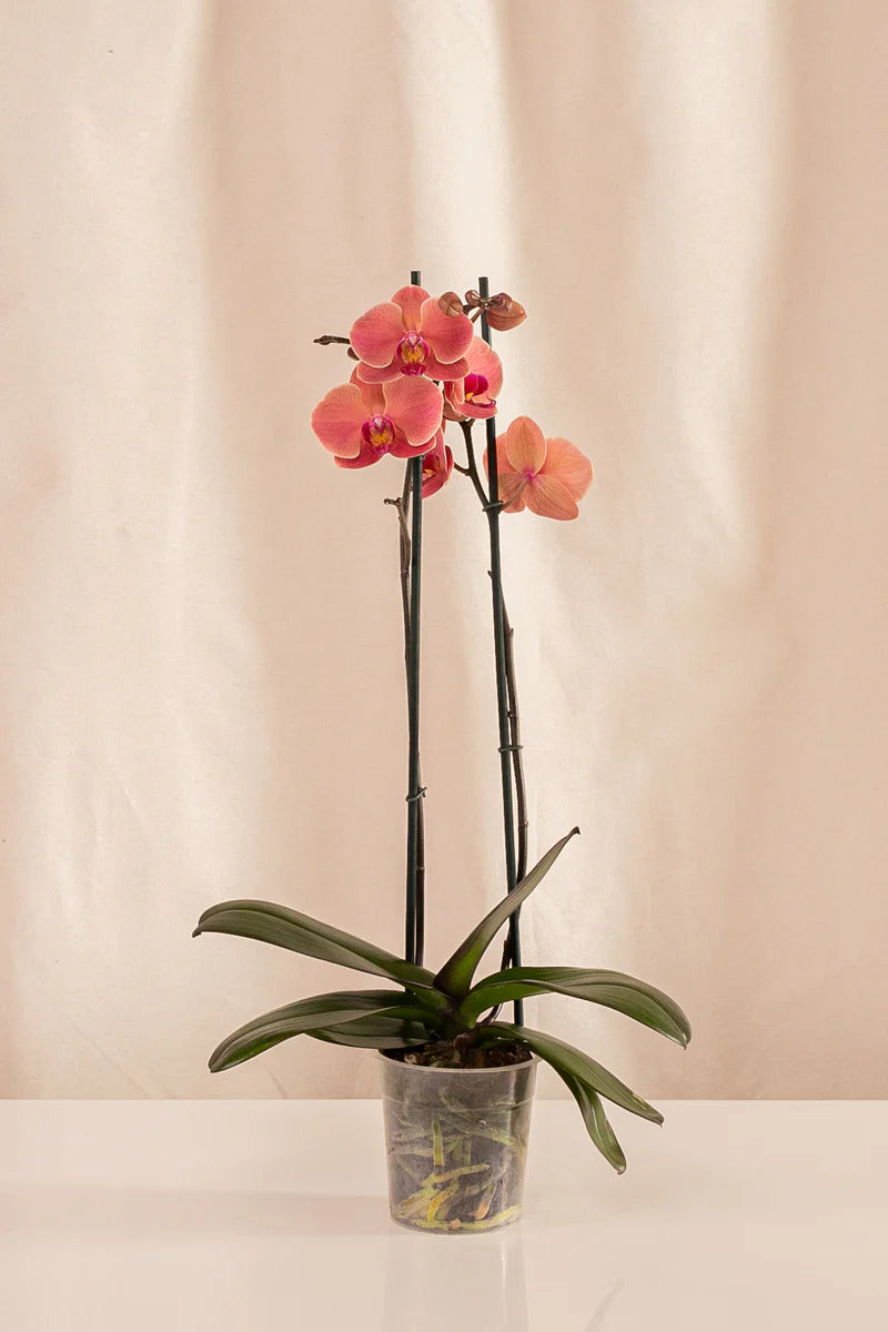 Orquídeas