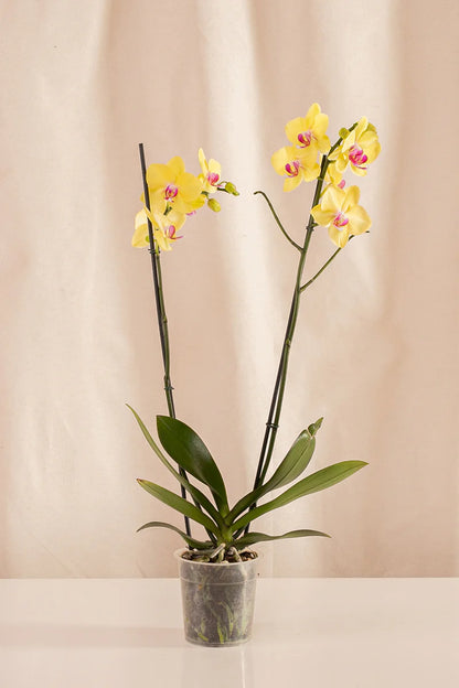 Orquídeas