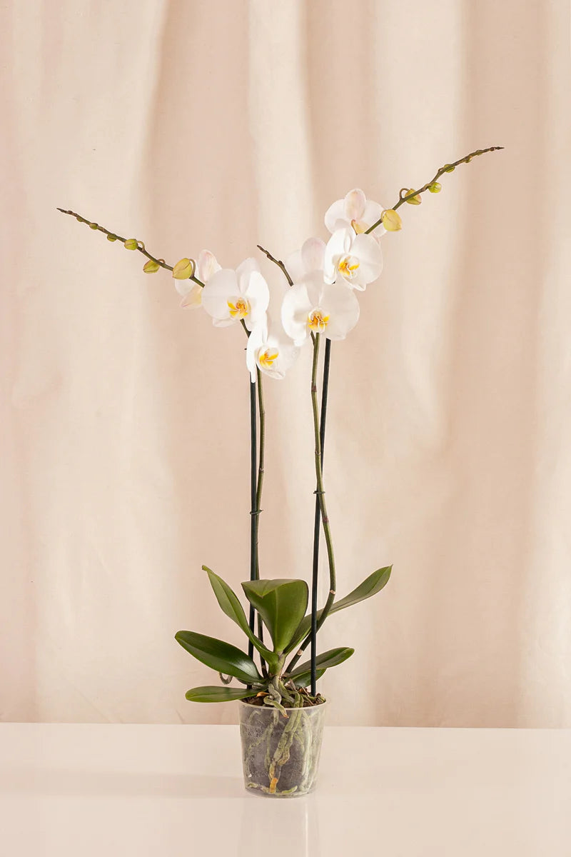 Orquídeas