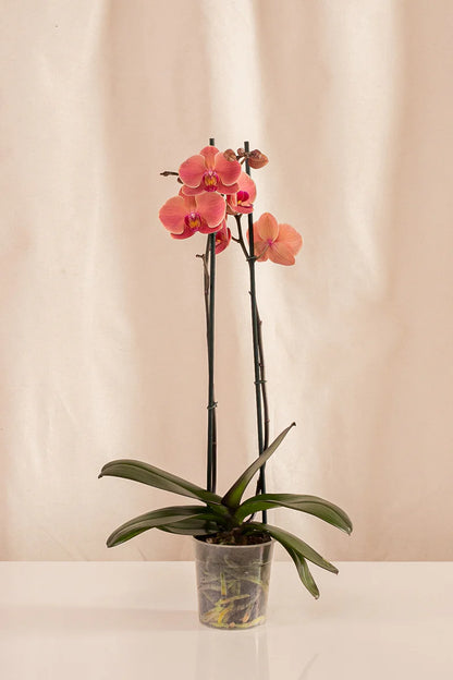 Orquídeas