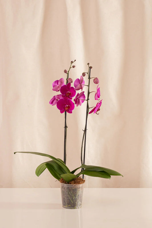 Orquídeas
